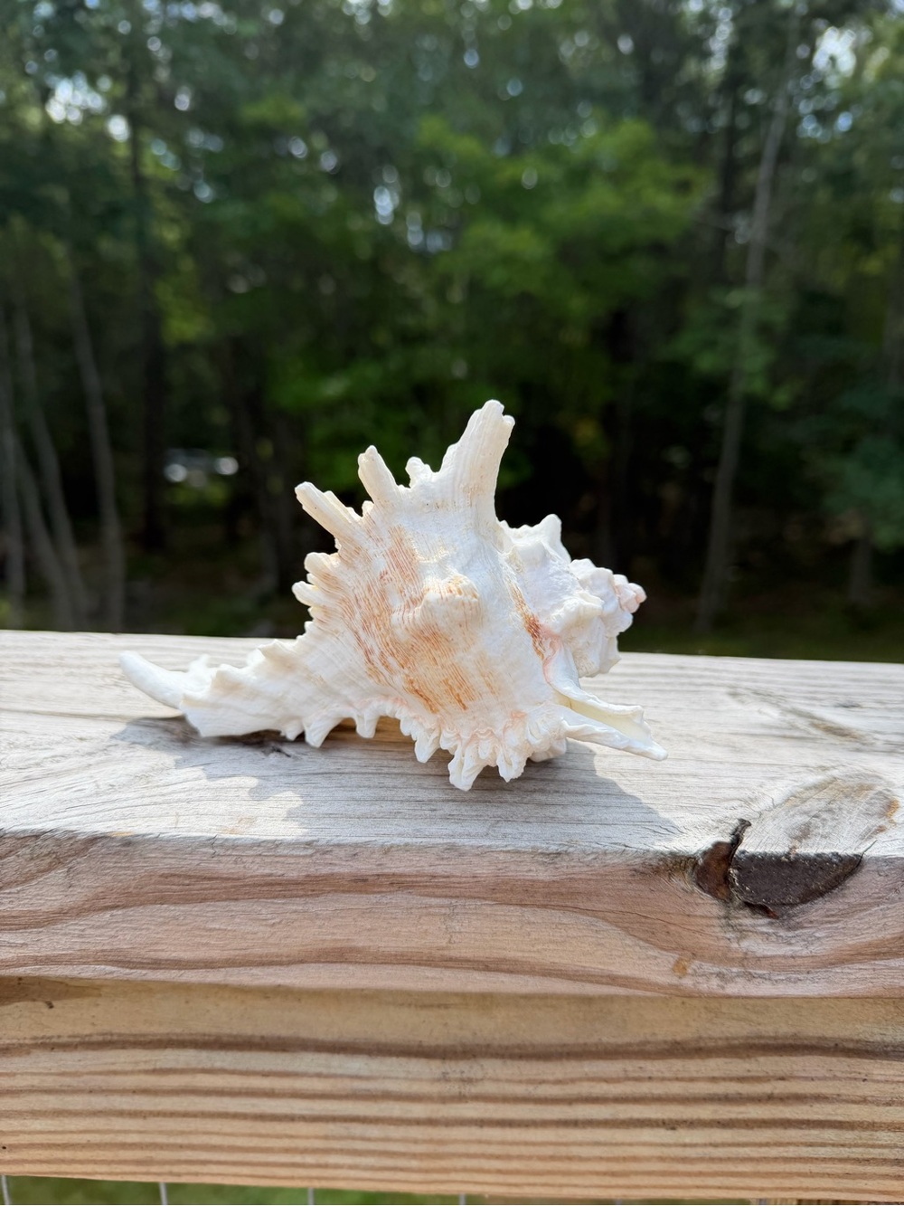 Coastal Decor | Large 5” SeaShell | Real Murex - Picture 3 of 7